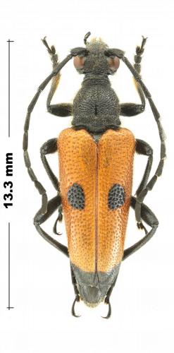 Réf. 276 208 : Stictoleptura tesserula